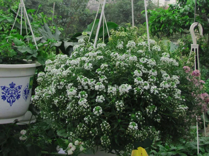 Giỏ hoa Hương Tuyết Cầu thơm mát