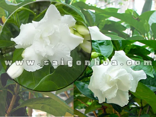 Cận cảnh hoa Lài Trâu kép (Ngọc Bút) với nhiều cánh trắng