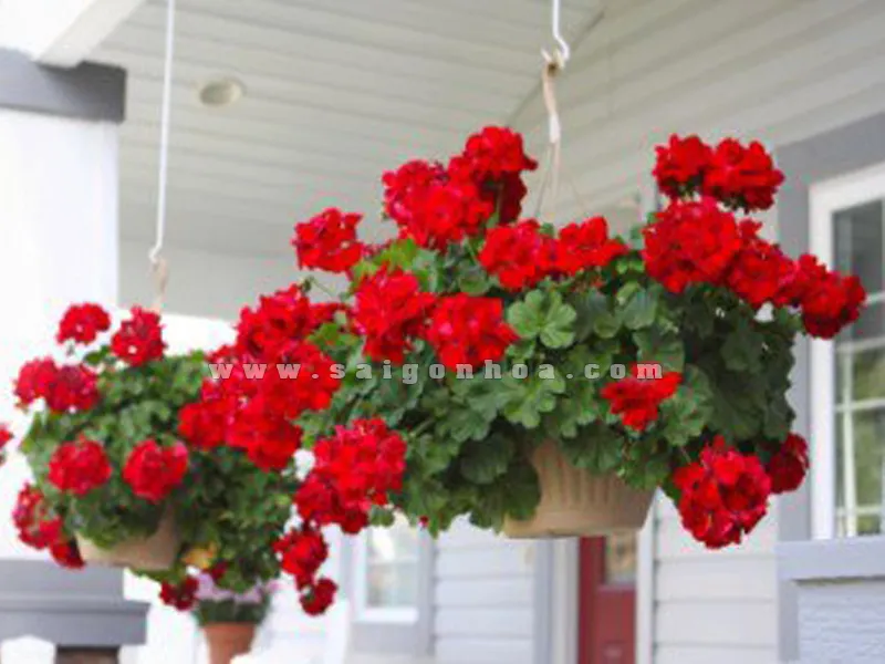 Hoa Phong Lữ trong chậu treo