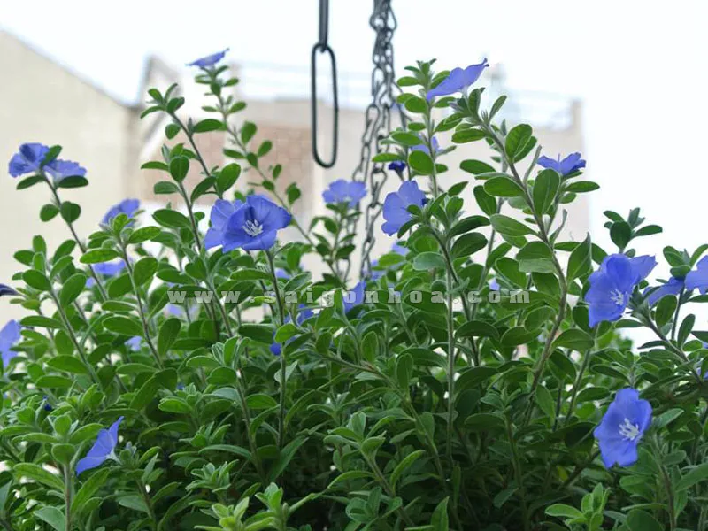 Hoa Thanh Tú treo ban công