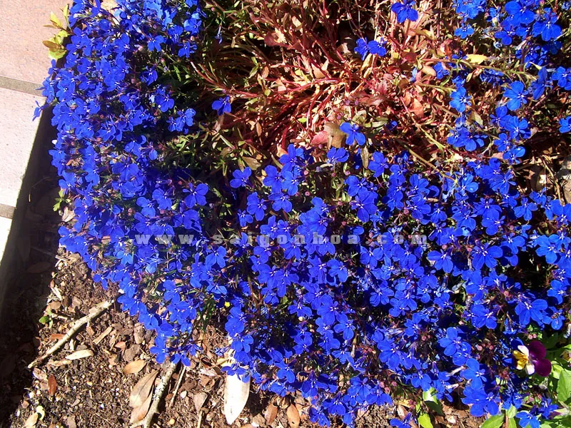 Hoa Thúy Điệp nhỏ xinh