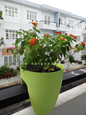 Hoa Trâm Ổi rực rỡ thu hút ong bướm