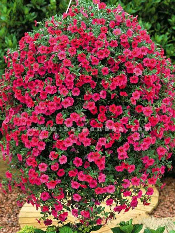 Cận cảnh Hoa Triệu Chuông màu tím