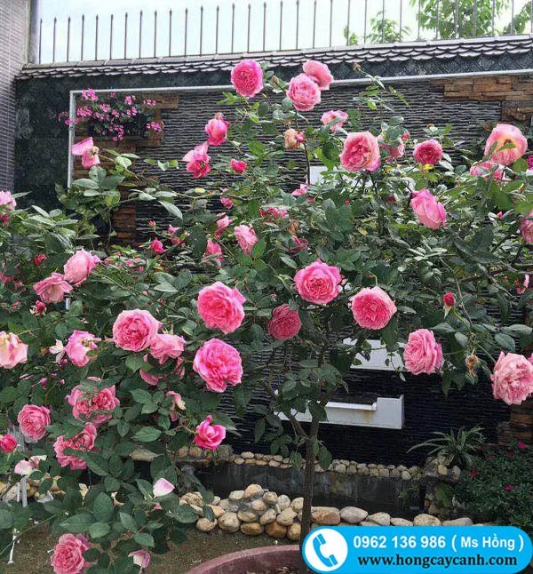 Hồng cổ Sapa tán xòe rộng, hoa sai và nở quanh năm