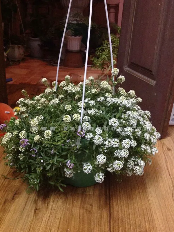 Chậu treo Hương Tuyết Cầu