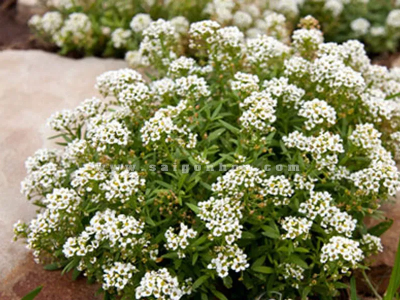 Hương Tuyết Cầu trắng tím