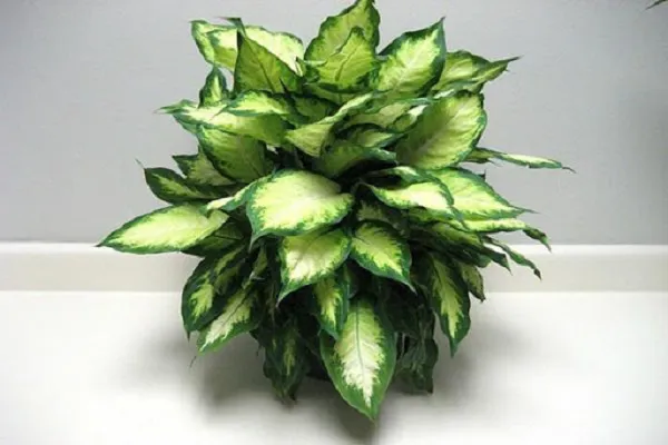 Vạn Niên Thanh là loại cây cảnh có thể sinh trưởng tốt trong điều kiện thiếu sáng