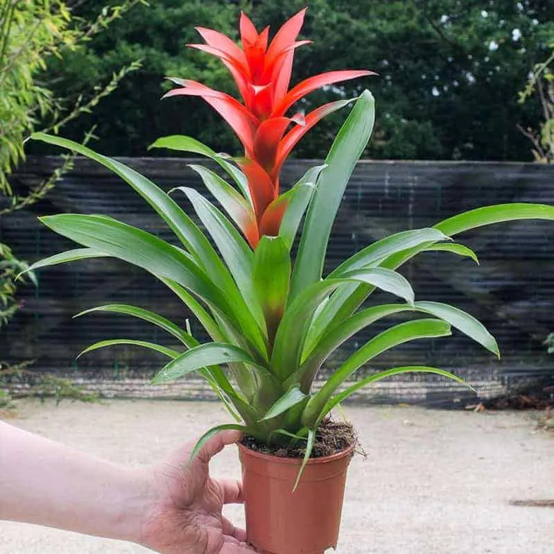 Cây Dứa Cảnh Nến với cụm hoa rực rỡ ở chính giữa