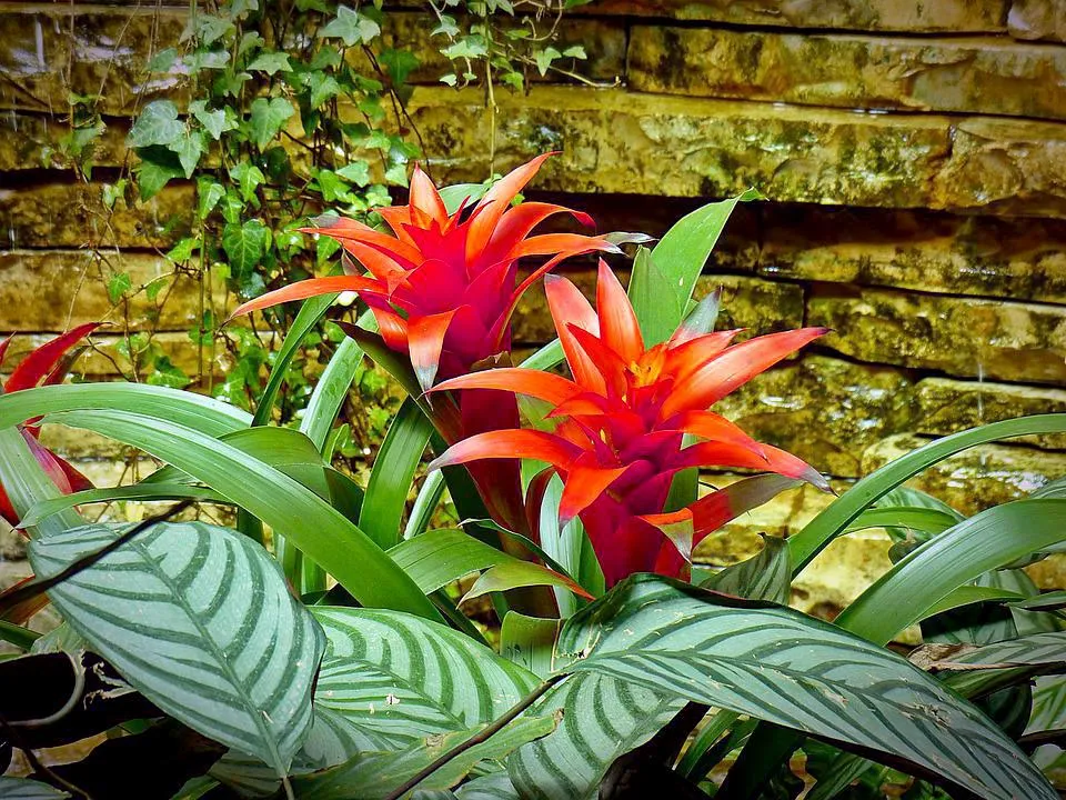 Dứa Cảnh Nến tượng trưng cho tình yêu đôi lứa và sự sum vầy