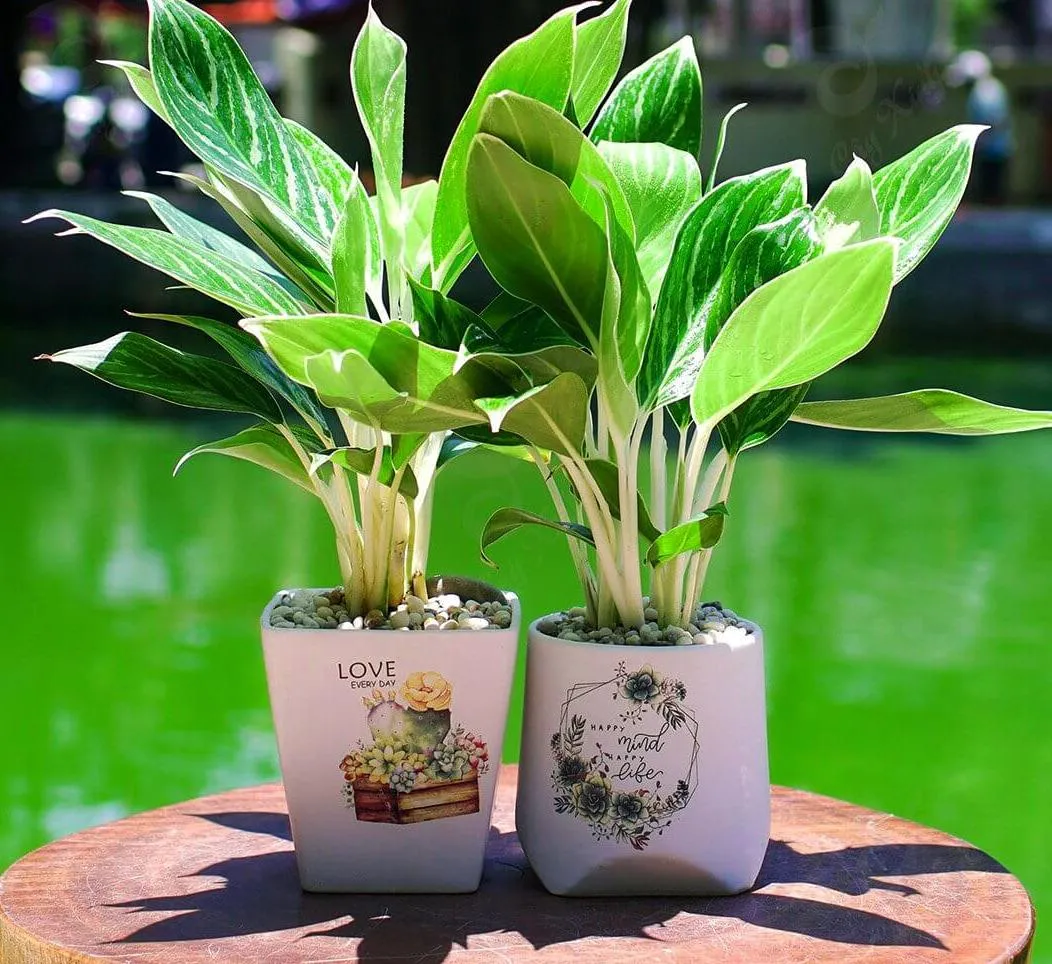 Cây Bạch Mã Hoàng Tử thích hợp trang trí văn phòng làm việc