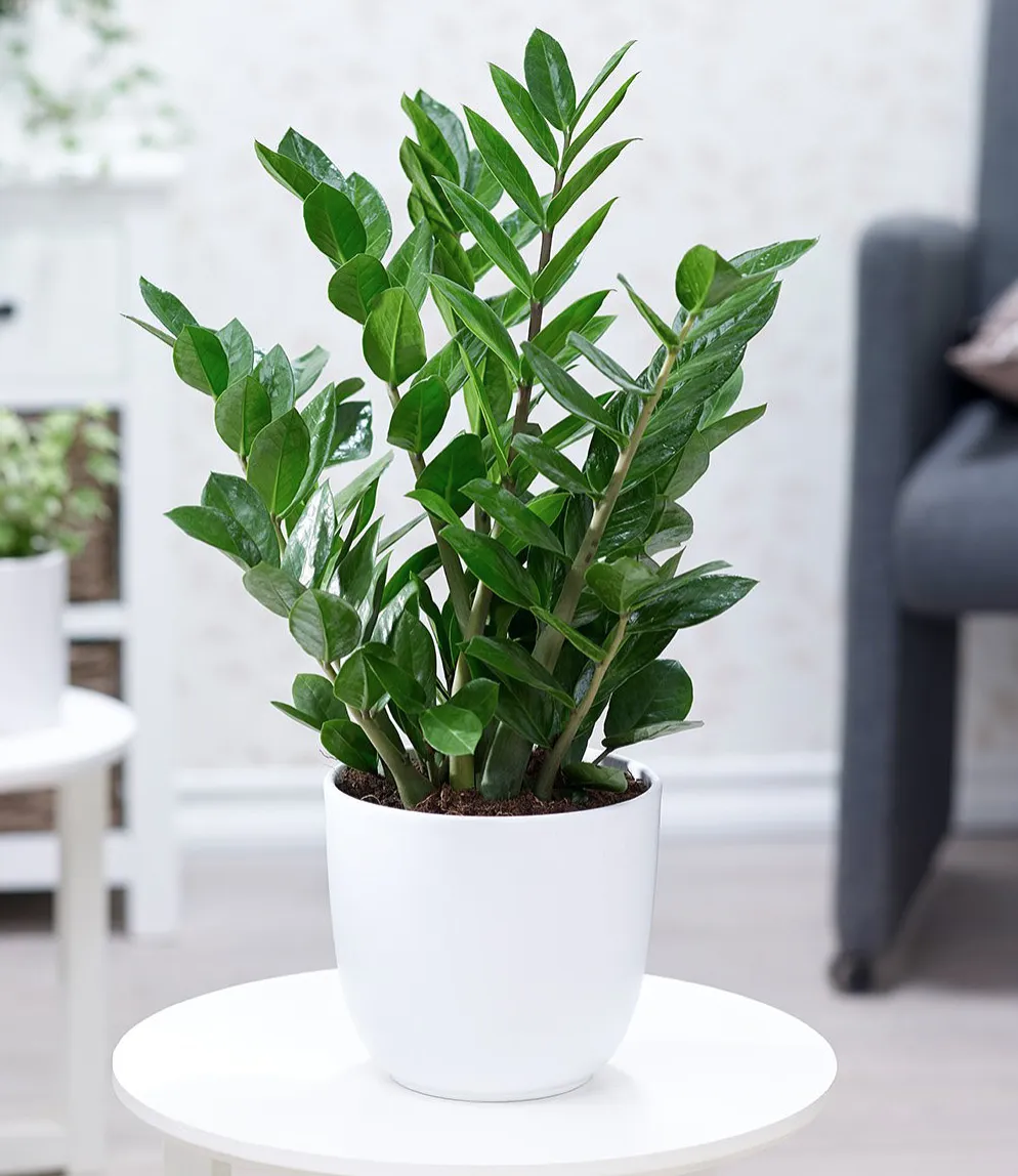 Cây Kim Tiền mang đến sự thịnh vượng và may mắn