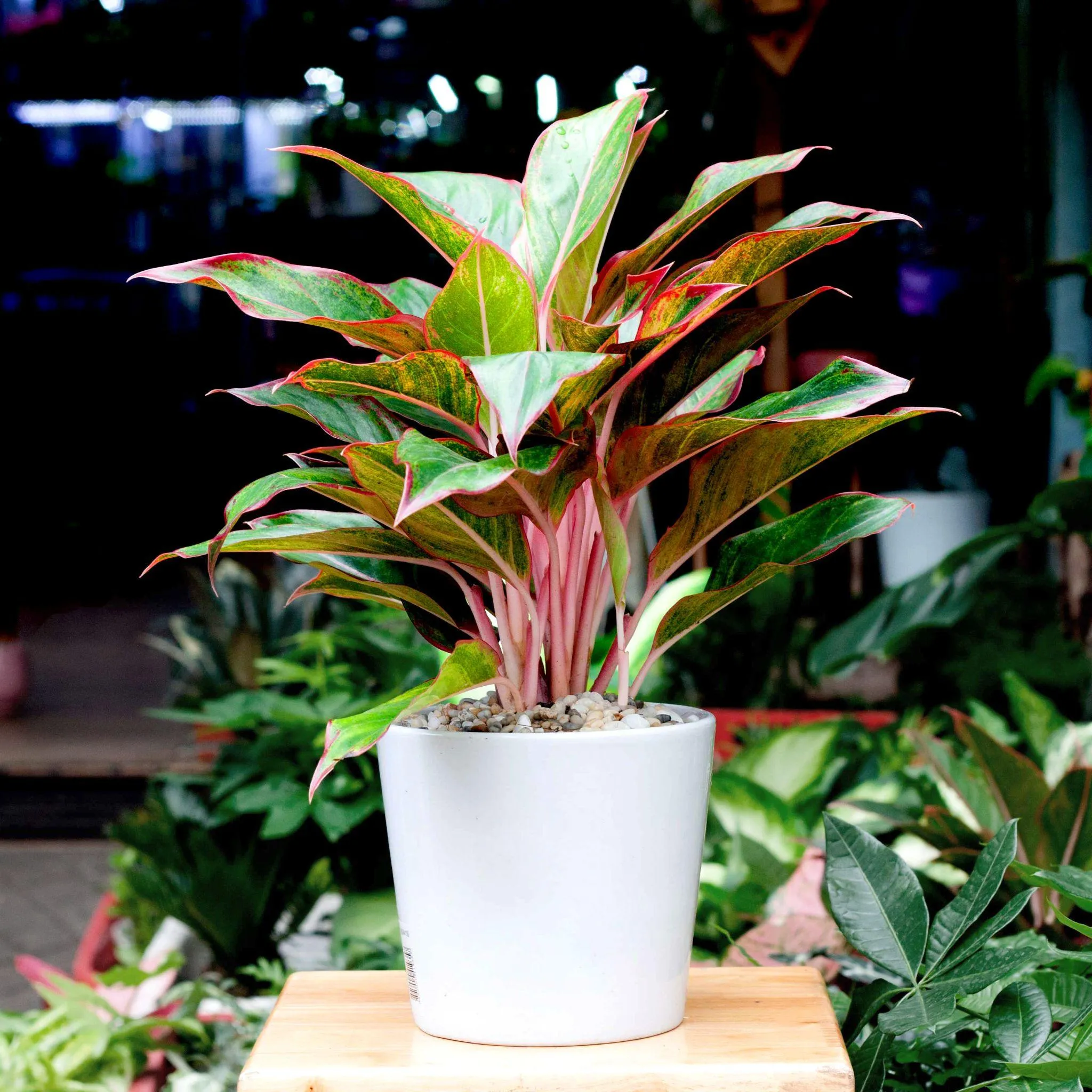 Ý nghĩa phong thủy của cây Phú Quý mang lại may mắn và giàu sang