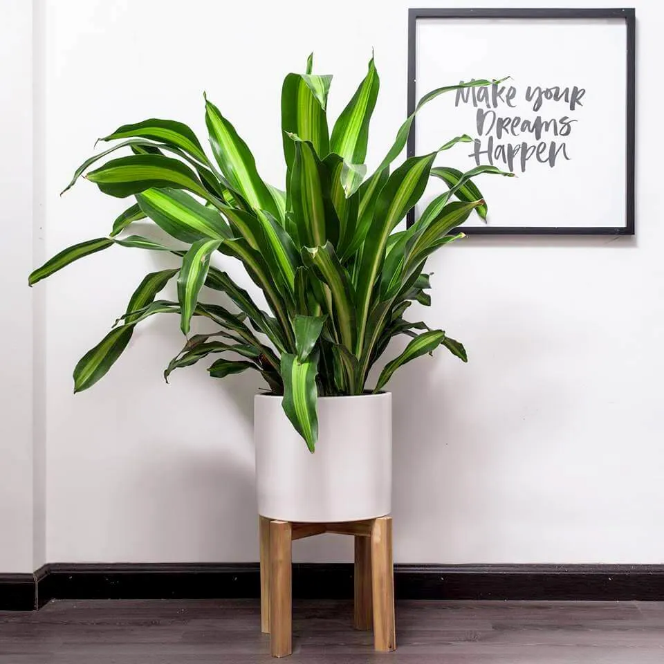 Thiết Mộc Lan mang lại may mắn, tài lộc và tiền bạc cho gia chủ