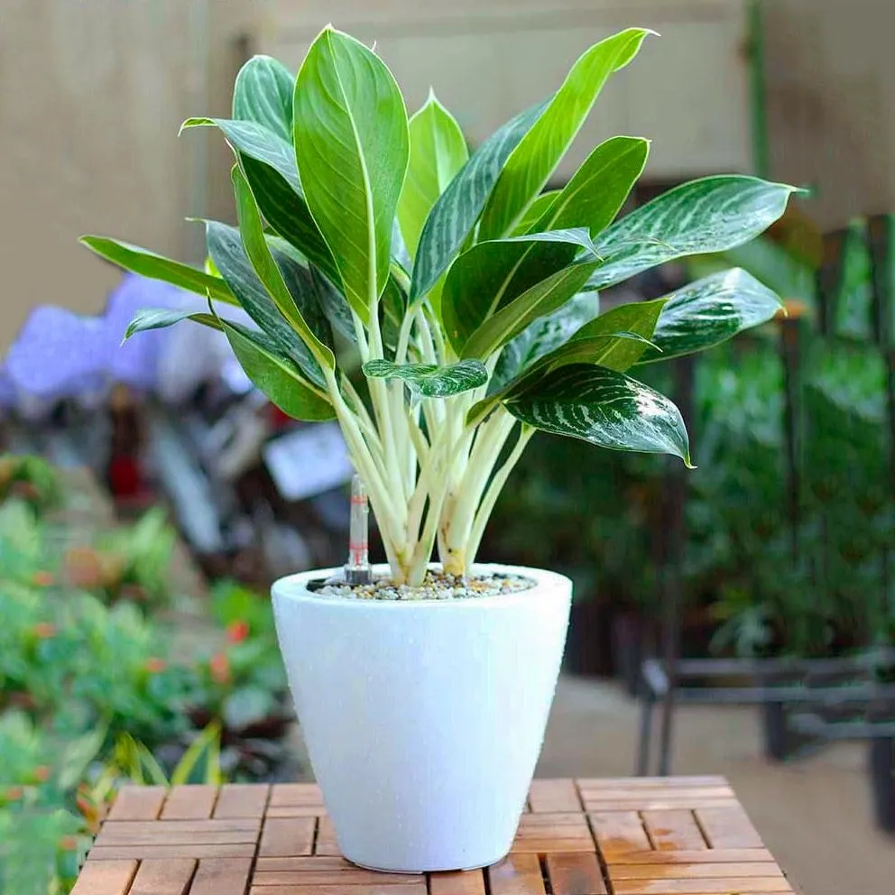 Hình ảnh cây Bạch Mã Hoàng Tử lá trắng và xanh nổi bật