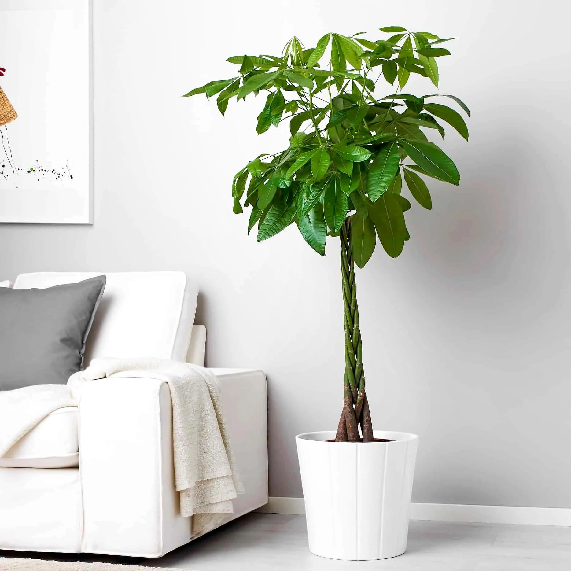 Cây kim ngân hợp với người mệnh Mộc và mệnh Hỏa