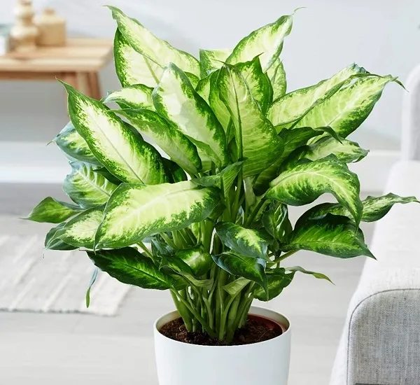 Chậu cây Vạn Niên Thanh được dùng để trang trí nội thất