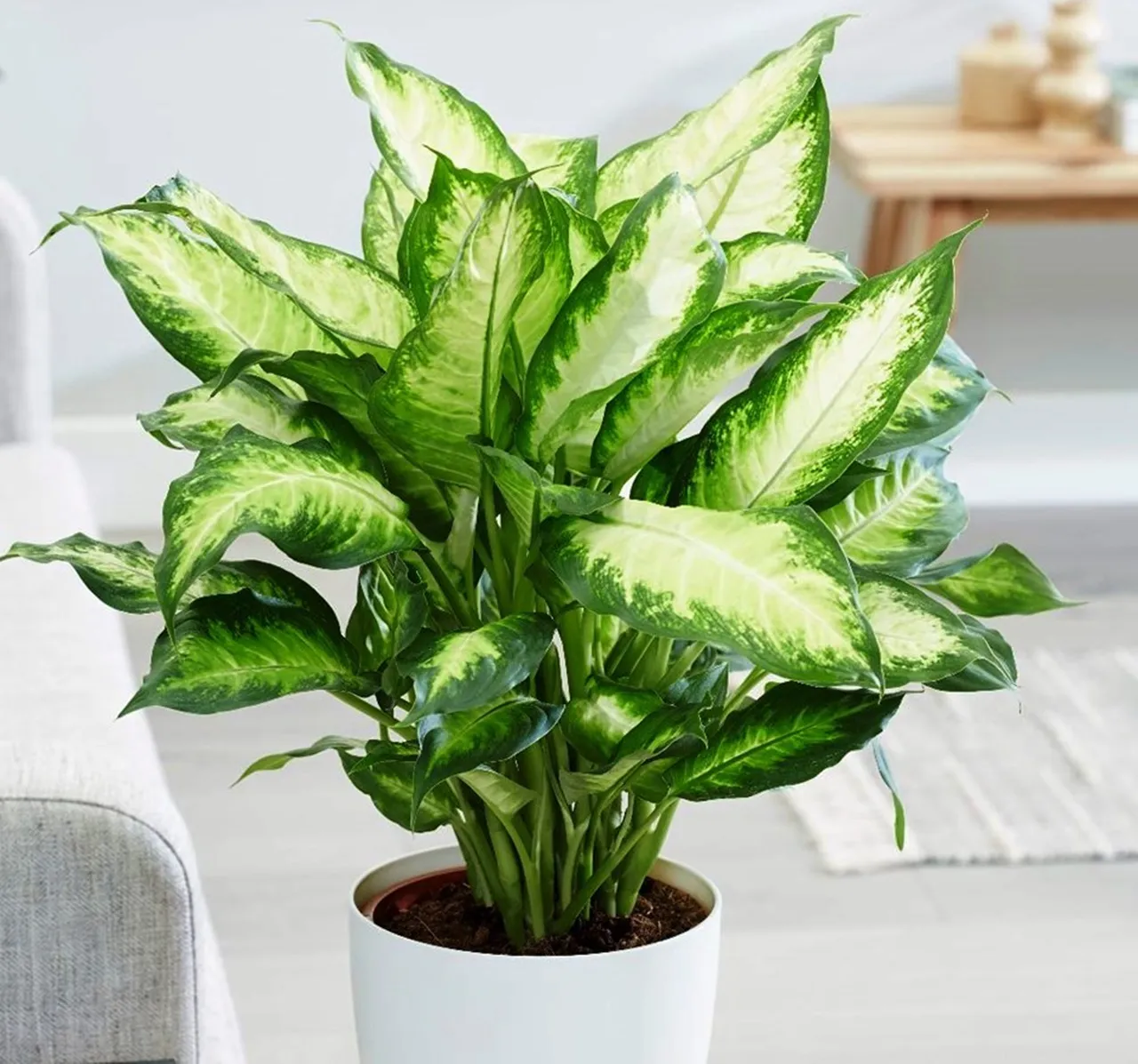 Hình ảnh cây Vạn Niên Thanh với tán lá rộng rạp, xanh tốt