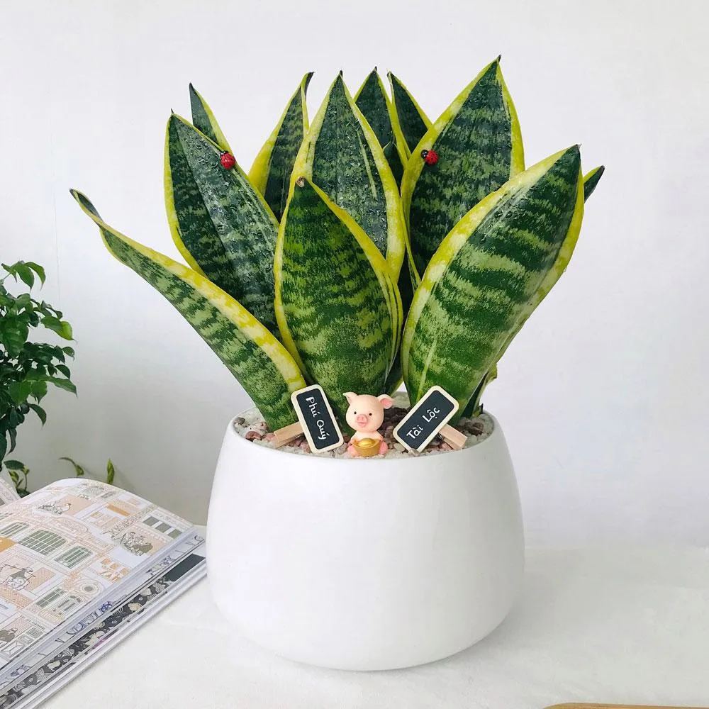 Cây Lưỡi Hổ mang lại tài lộc dồi dào, sung túc cho gia chủ