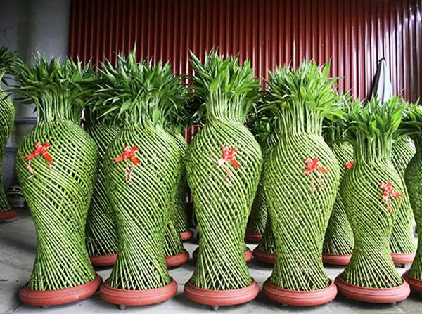 Trúc Phát Tài uốn lượn được ưa chuộng trang trí Tết