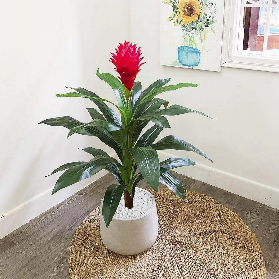 Cây phát lộc hợp với tuổi Mão mang lại thành tựu