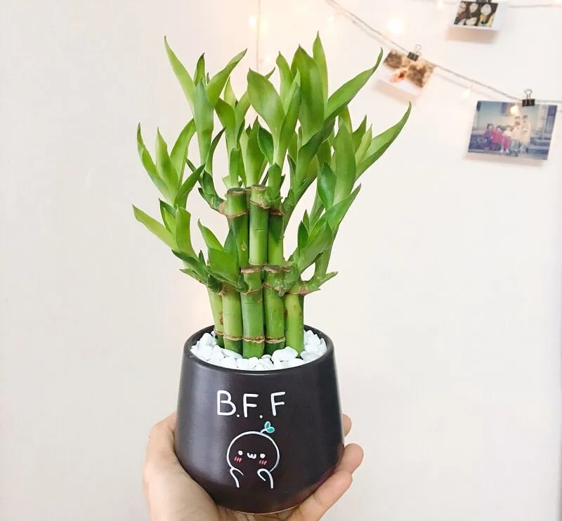 Cây Phát Lộc (Trúc Phát Tài) với thân đốt dễ uốn nắn