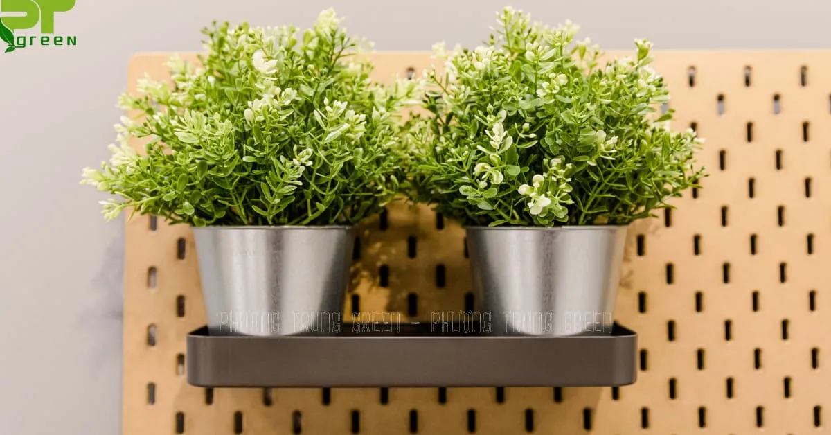 Dùng kệ sắt để treo cây lên tường