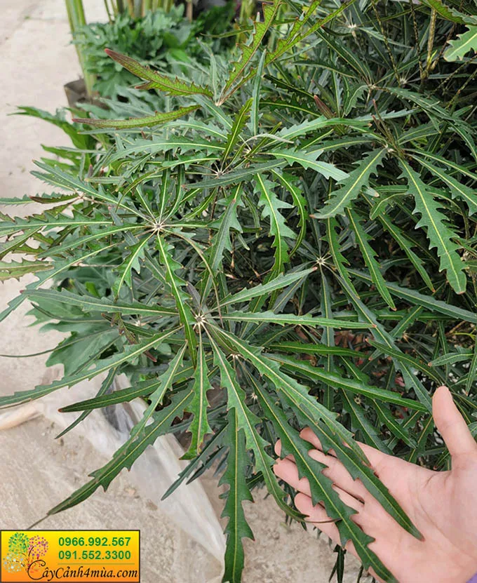 Cây Khổng Tước được trồng tại khu vực bóng mát, lá xanh tốt