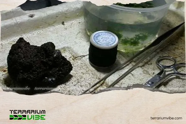 Chuẩn bị các dụng cụ cần thiết để buộc rêu