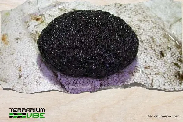 Xử lý bề mặt đá và gỗ lũa trước khi buộc rêu