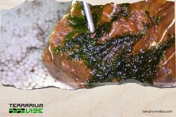 Cắt tỉa, sắp xếp và cố định rêu