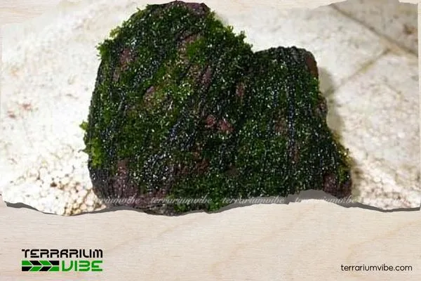 Ngâm và đặt vào hồ