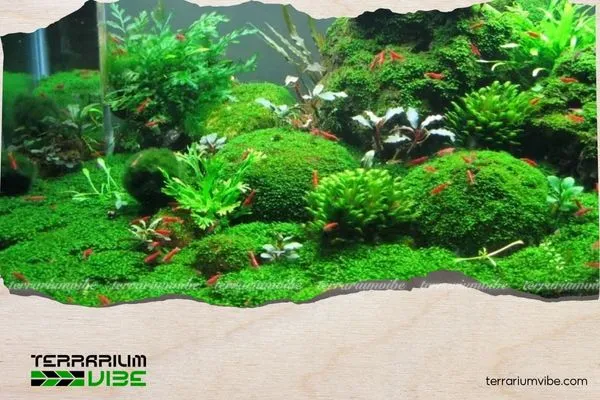 Lưu ý sau khi thực hiện kỹ thuật buộc rêu lên đá và gỗ lũa