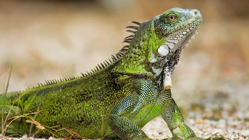 Kỳ nhông có độc không? Câu trả lời là không