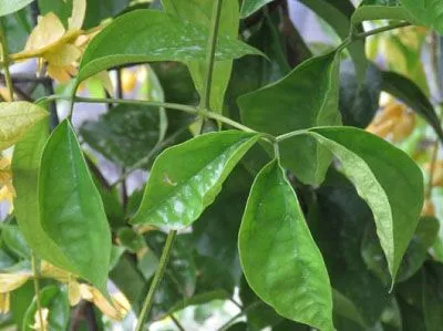 Lan Hoàng Dương với thân gỗ mềm mại và lá xanh bóng