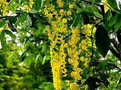 Cận cảnh chùm hoa Lan Hoàng Dương màu vàng rủ xuống tuyệt đẹp