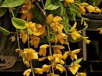 Lan Hoàng Dương được trồng trang trí ở ban công với ý nghĩa phong thủy tốt lành