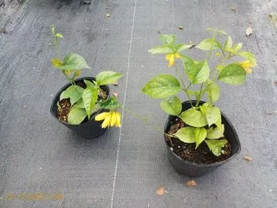 Lan Hoàng Dương được trồng làm cây leo giàn, cần nhiều ánh sáng