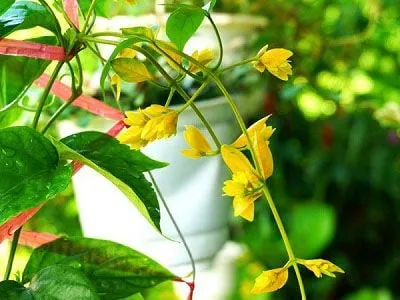 Thân cây Lan Hoàng Dương mềm dẻo, dễ uốn lượn để tạo hình