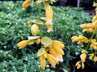 Chậu Lan Hoàng Dương treo được đặt ở nơi thoáng gió, có độ ẩm lý tưởng