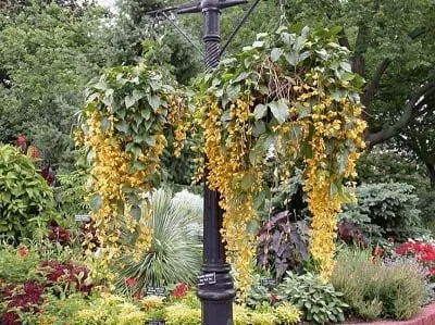 Bón phân đúng cách giúp Lan Hoàng Dương sinh trưởng và ra hoa liên tục