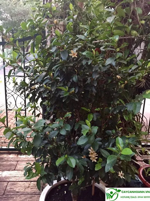 Lan tiêu trồng chậu làm cảnh trang trí trước hiên nhà