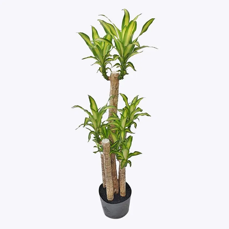 Cây Phát Tài Khúc trồng thủy sinh mang lại sự bình an và may mắn cho mệnh Thủy