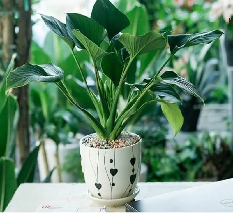 Cây Thanh Tâm trồng thủy sinh giúp người mệnh Thủy luôn bình an