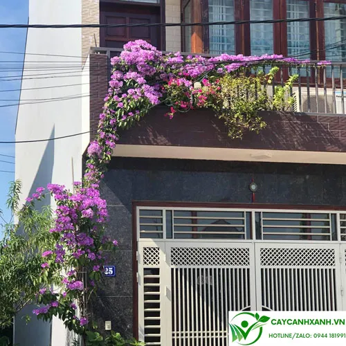 Hướng dẫn cách chăm sóc lan tỏi ra hoa đều