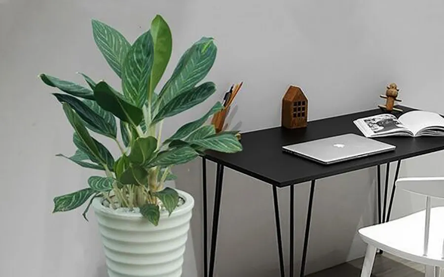 Cây Bạch Mã Hoàng Tử giúp thanh lọc không khí rất tốt