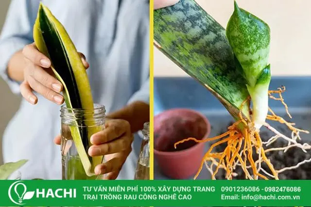 Rửa sạch gốc và rễ cây lưỡi hổ trước khi trồng thủy canh