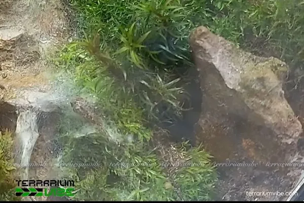 Những ảnh hưởng tiêu cực khi terrarium bị mốc