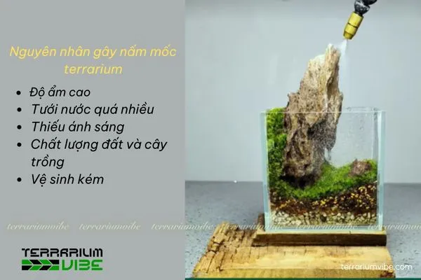 Những nguyên nhân thường gây ra nấm mốc terrarium