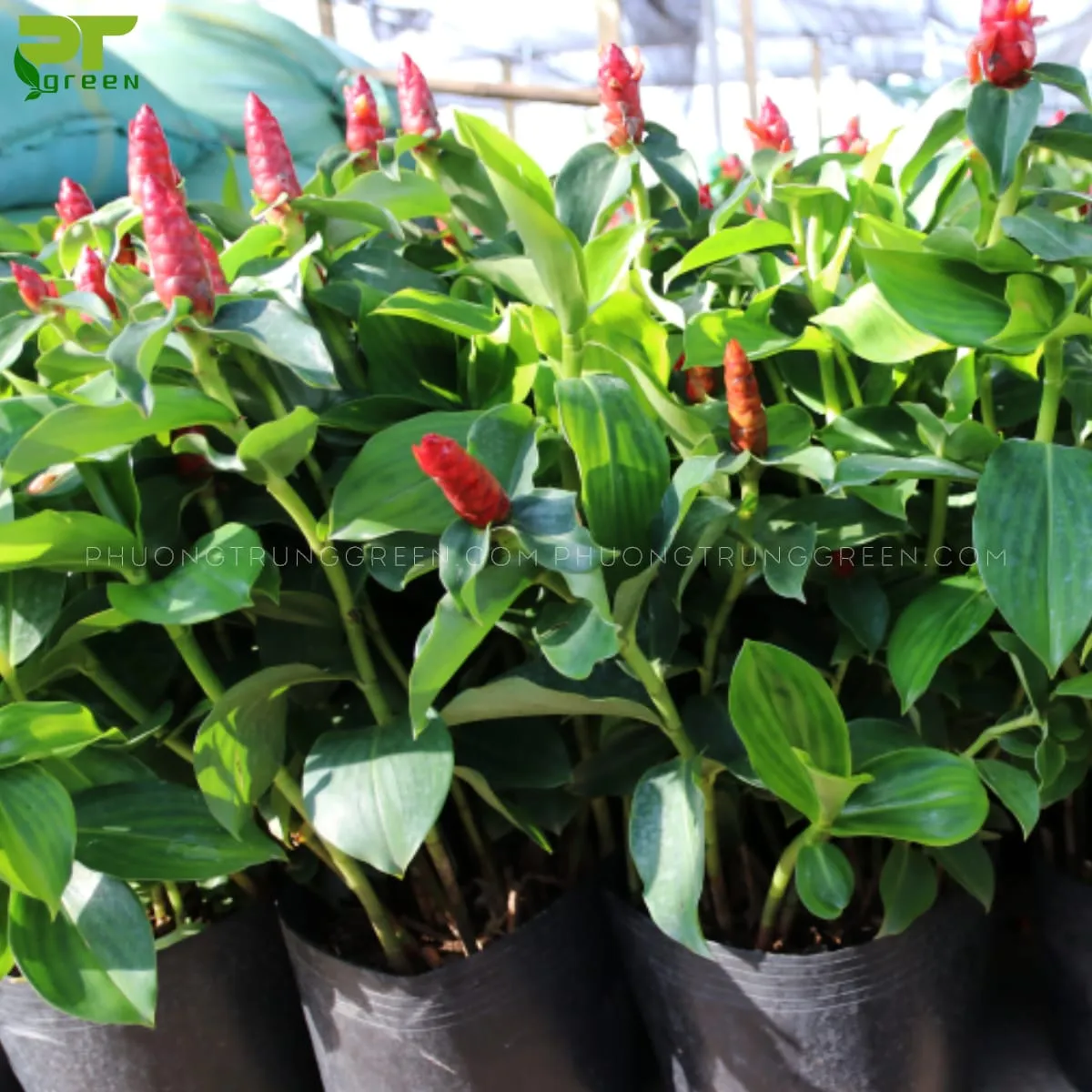 Cây Phúc Lộc Thọ được dùng làm cây cảnh nội thất