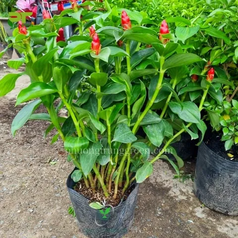 Cận cảnh lá và thân cây Phúc Lộc Thọ